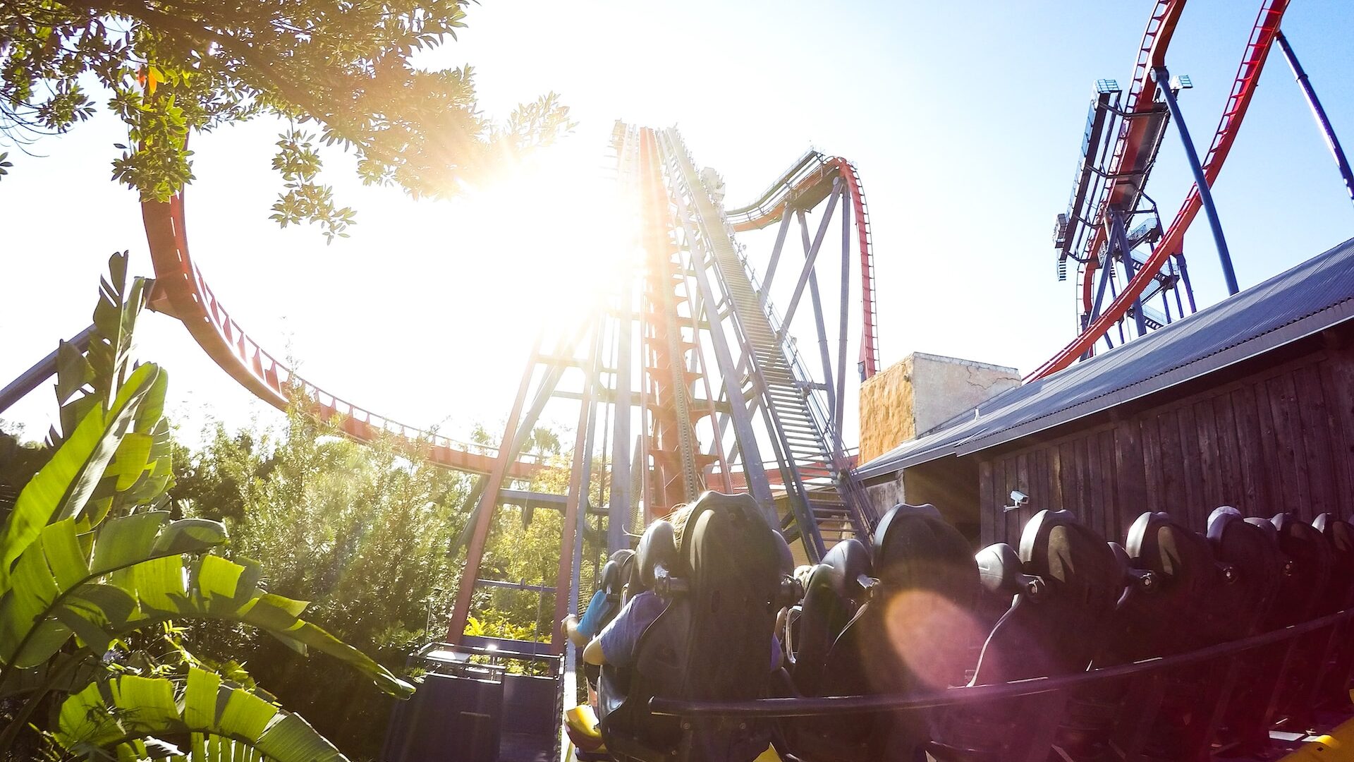 things to do in tampa - roller coasters at busch gardens