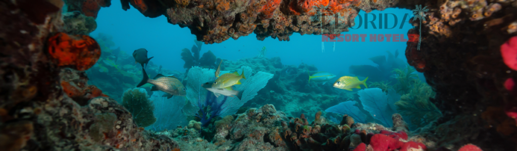 photo of fish in a coral reef